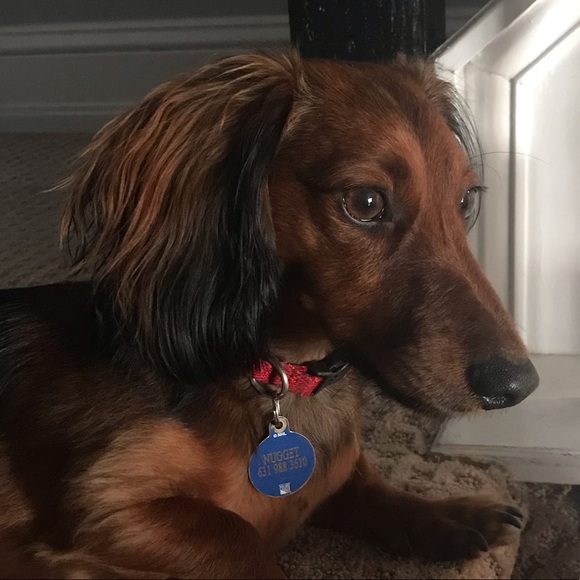 dachsie1010